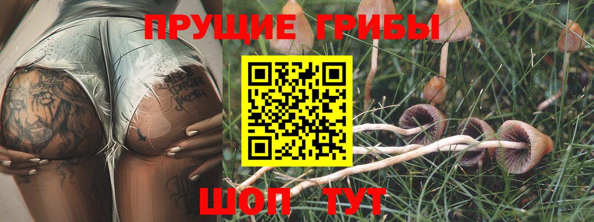 Псилоцибиновые грибы Cubensis Беслан